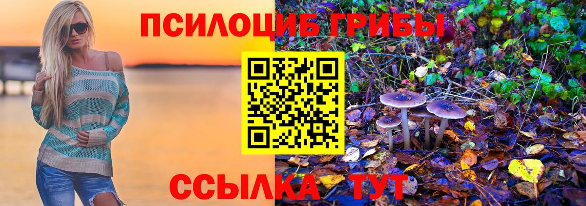 Алатырь  Псилоцибиновые грибы Psilocybe  Вход с VPN 